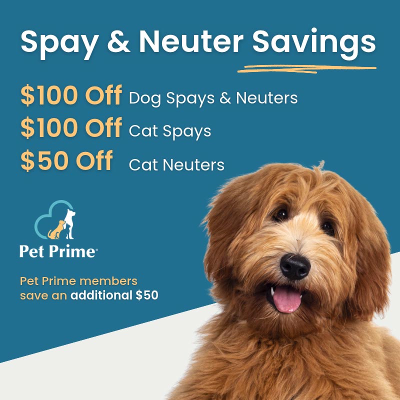 Save on spays and neuters
